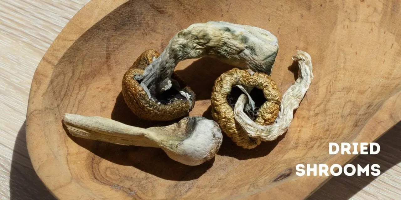  Dried Shrooms 