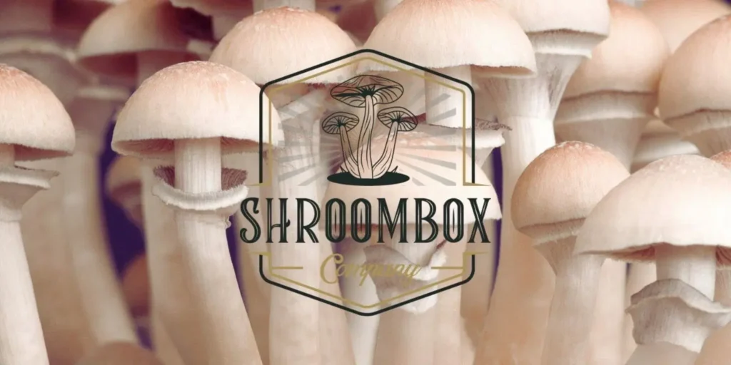 shroombox